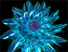 Iceflower